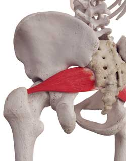 Muscolo piriforme, Osteopatia Genova
